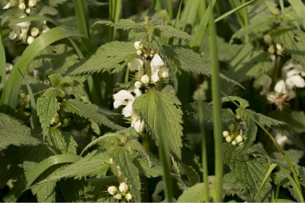 Lamiaceae da identificare (Lamium album ?)