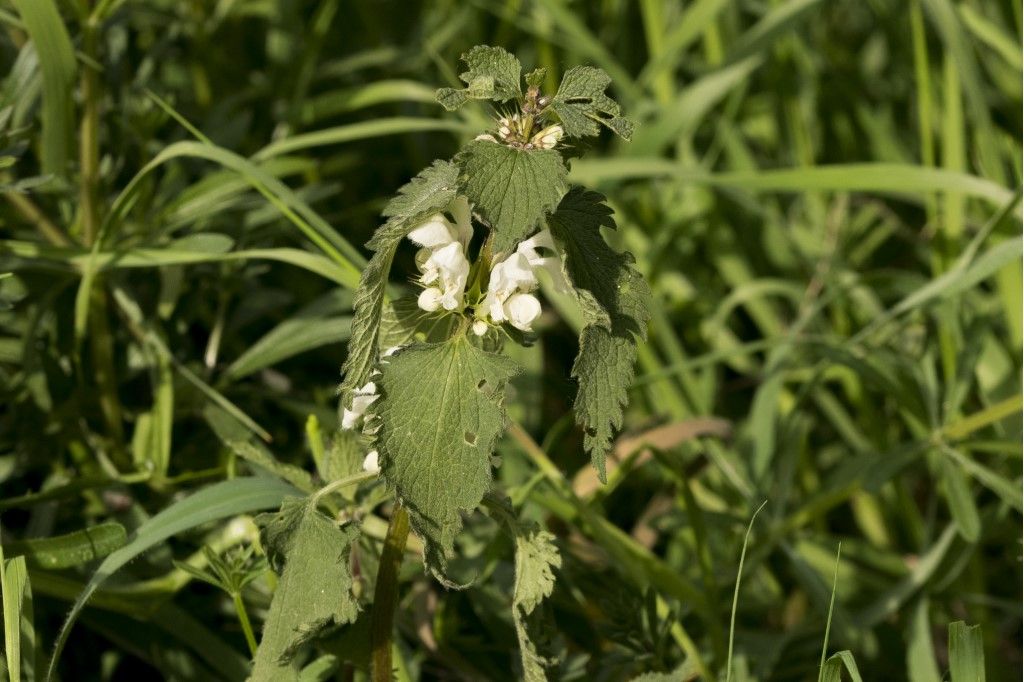 Lamiaceae da identificare (Lamium album ?)