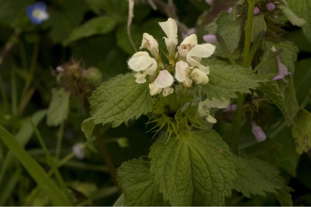 Lamium maculatum album ?