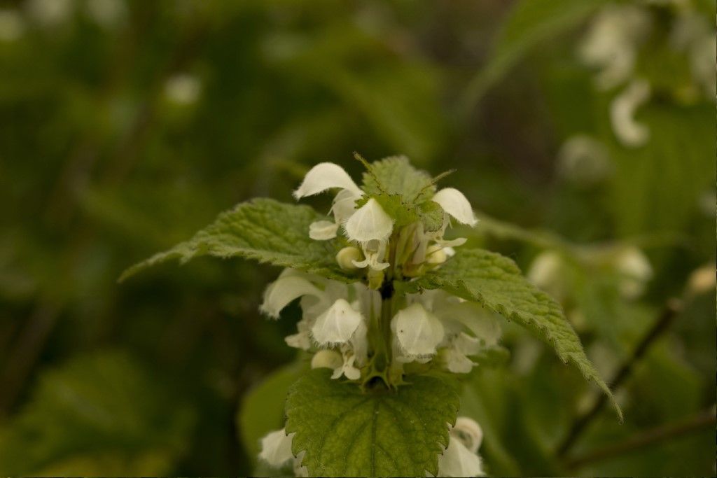 Lamium maculatum album ?