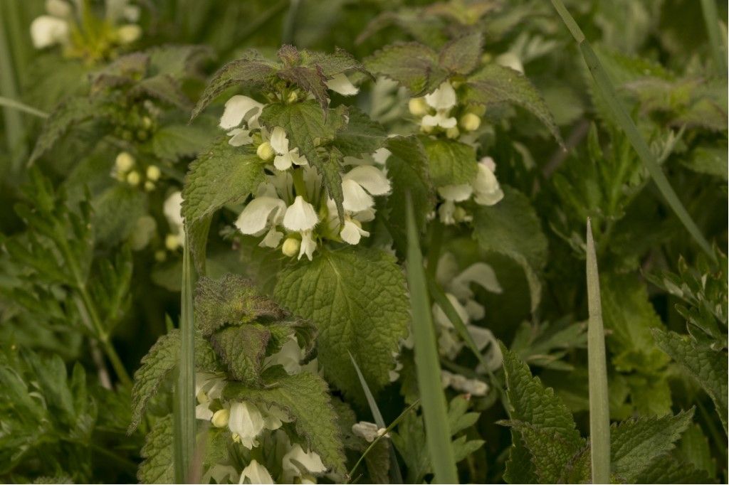 Lamium maculatum album ?