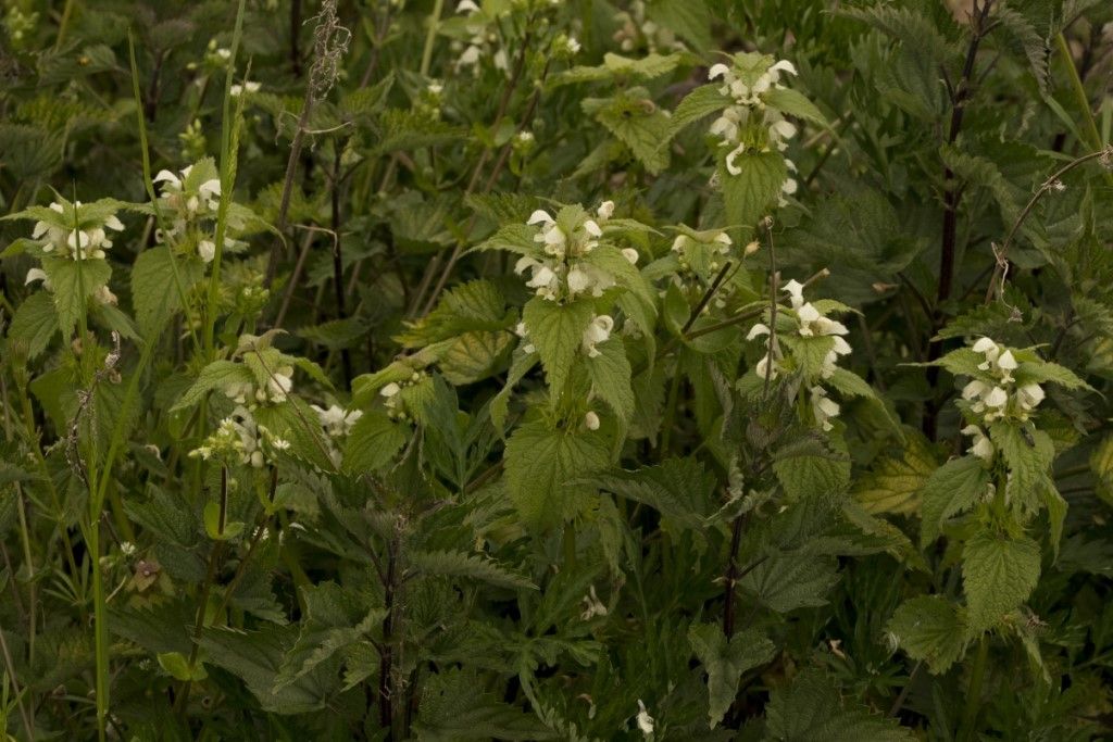 Lamium maculatum album ?