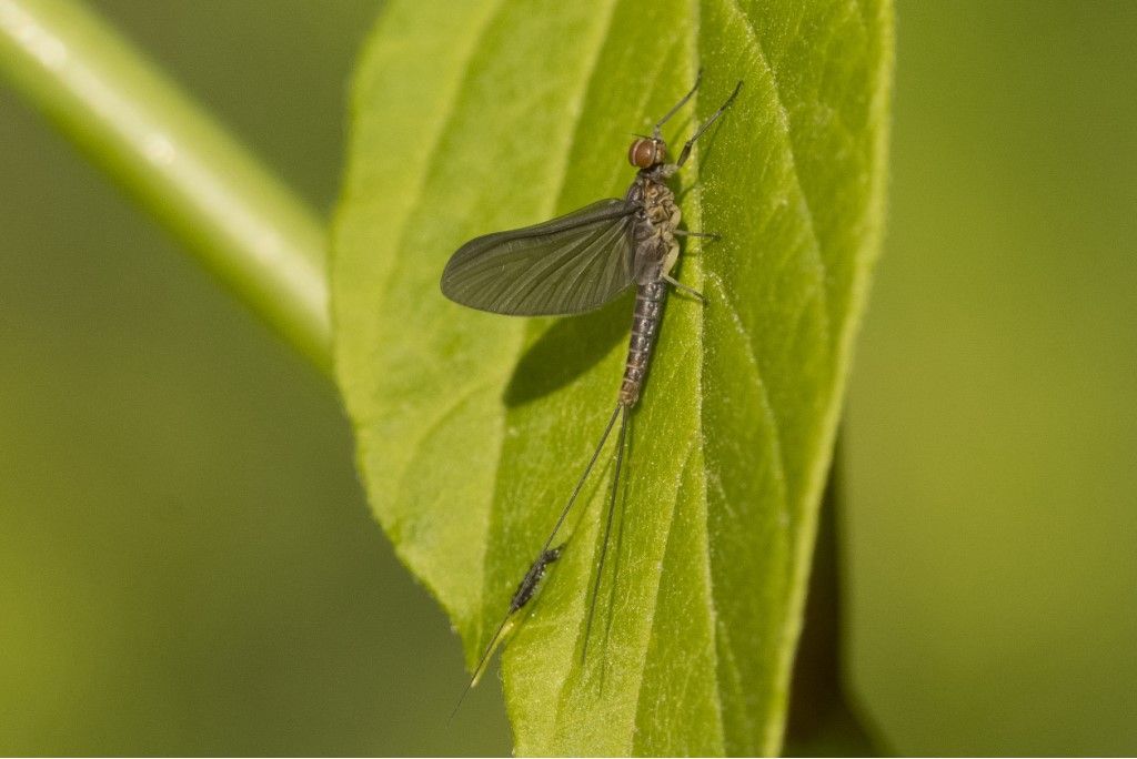 Ephemeroptera da identificare