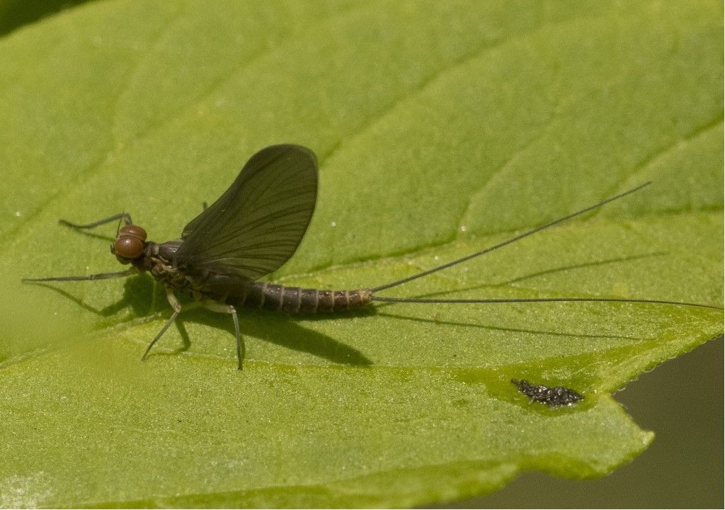 Ephemeroptera da identificare