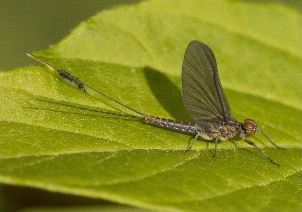 Ephemeroptera da identificare