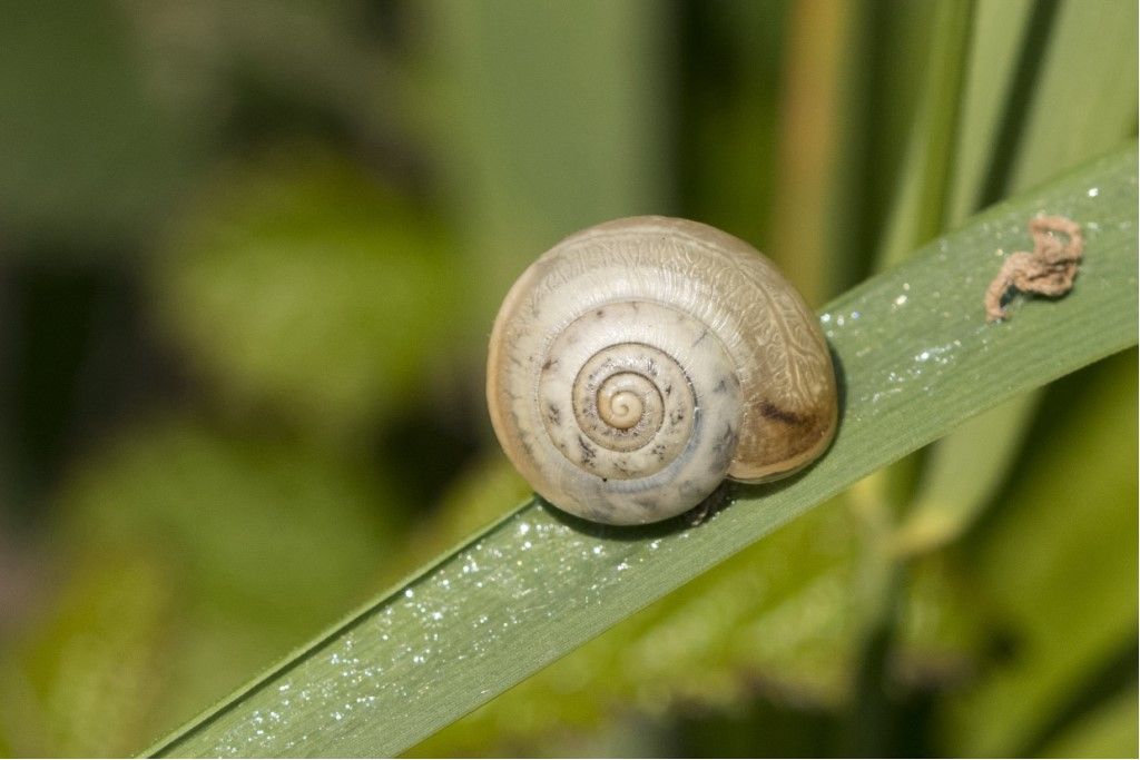 Hygromiidae  da determinare