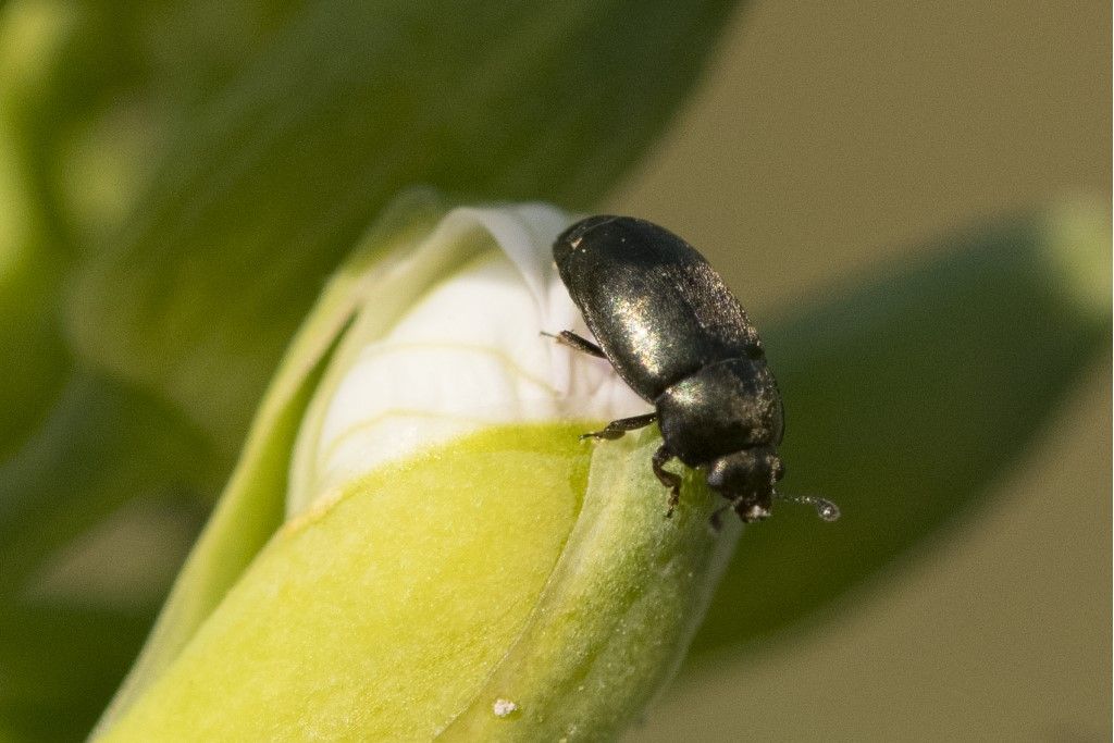 Nitidulidae: Brassicogethes sp. (cfr.)