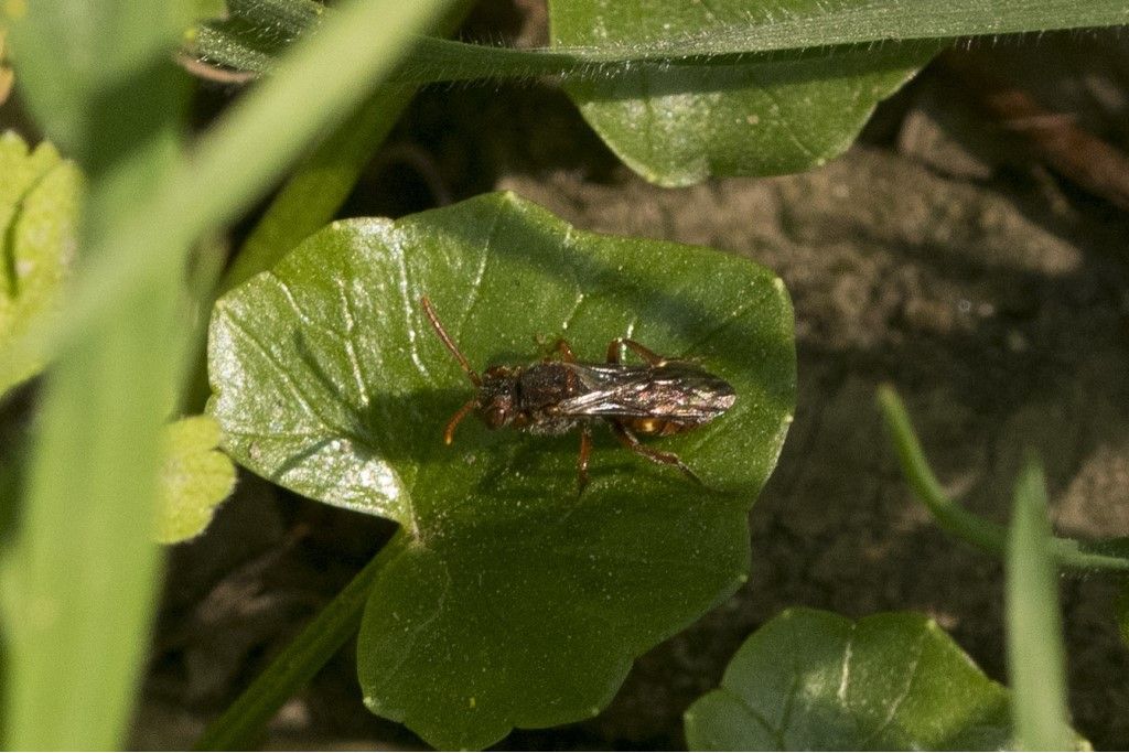 Hymenoptera da determinare.