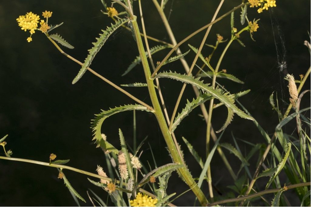 Brassicaceae da identificare