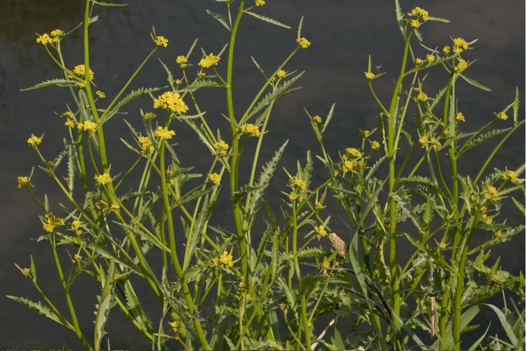 Brassicaceae da identificare