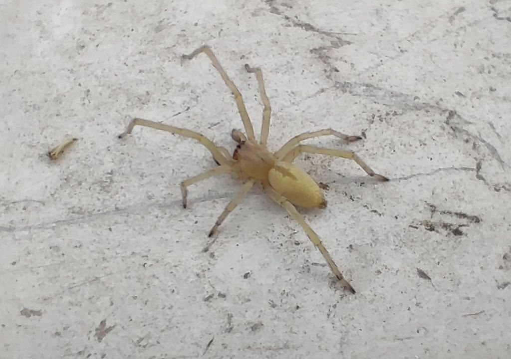 Aiuto per identificazione