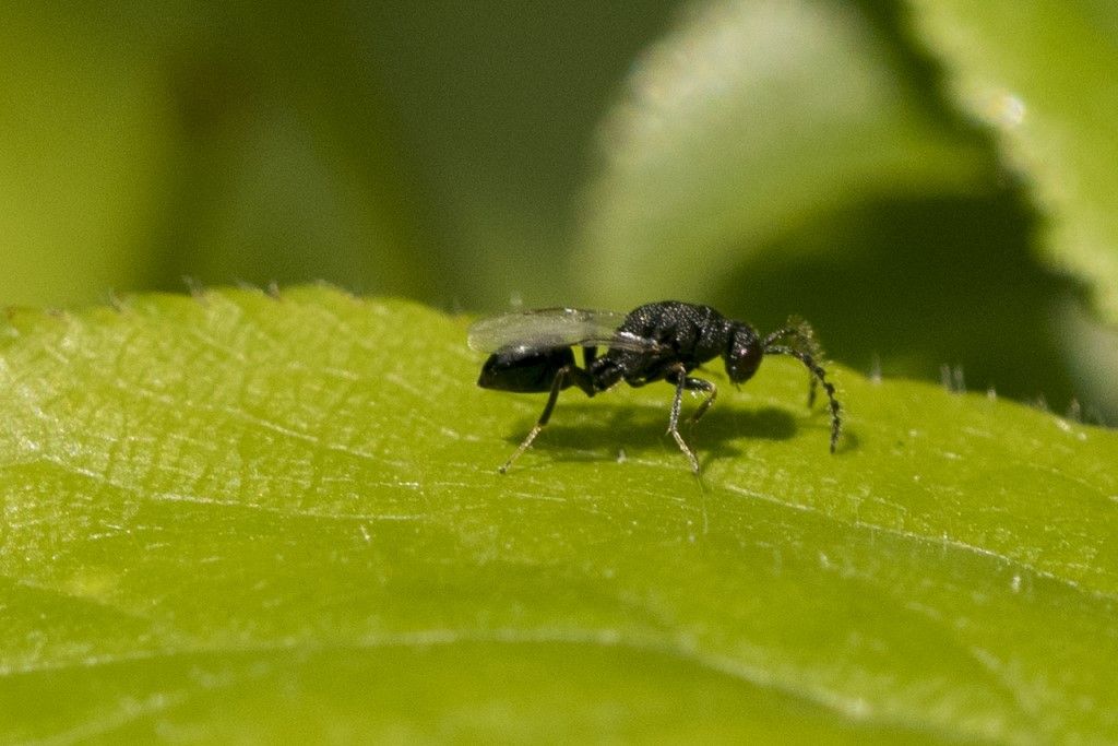 Eurytomidae: maschio di Eurytoma sp