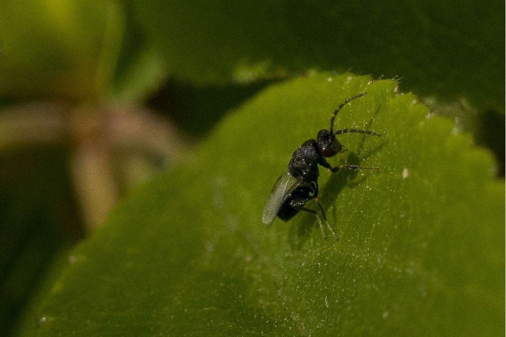 Eurytomidae: maschio di Eurytoma sp