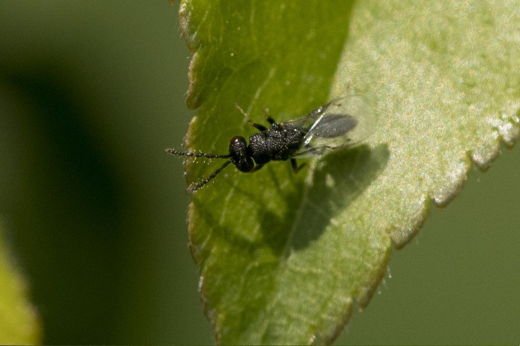 Eurytomidae: maschio di Eurytoma sp