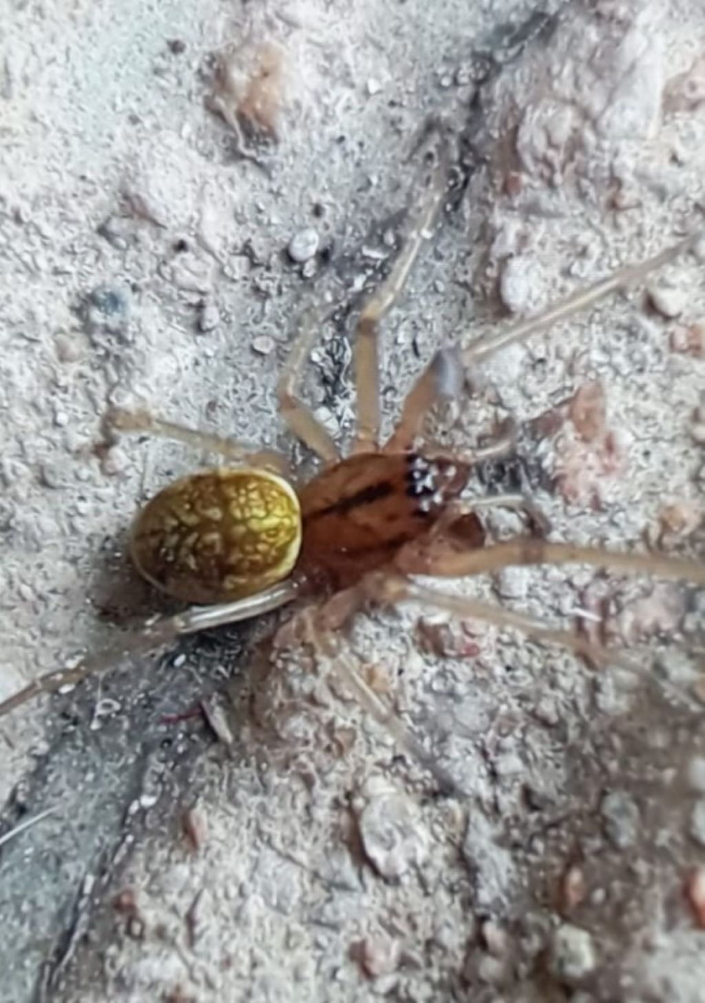 Aiuto per identificazione Araneae