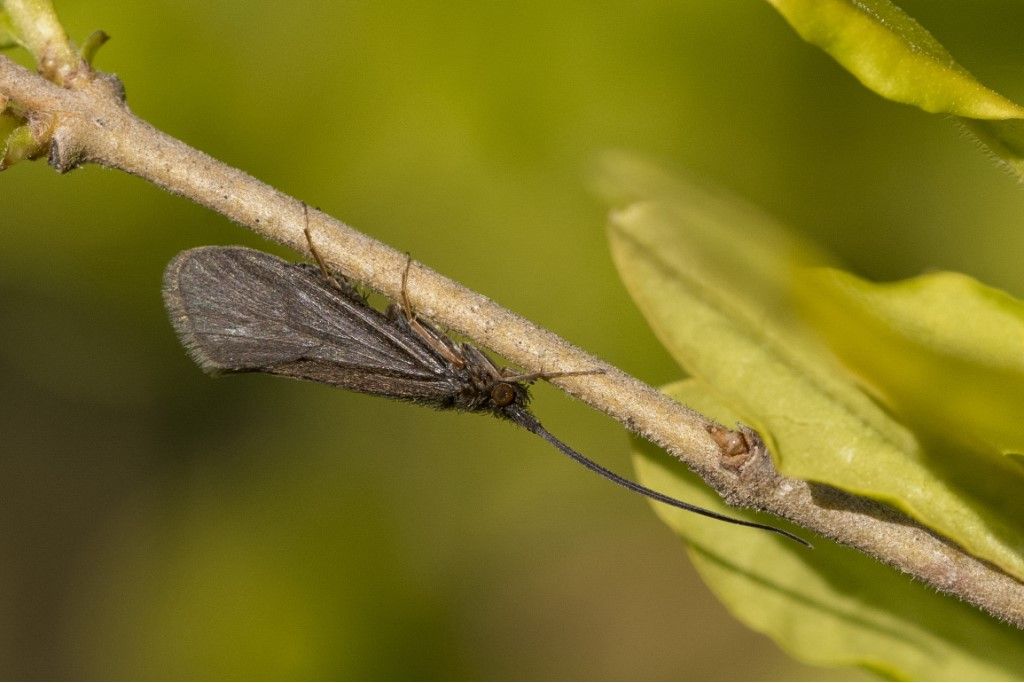 Trichoptera da identificare