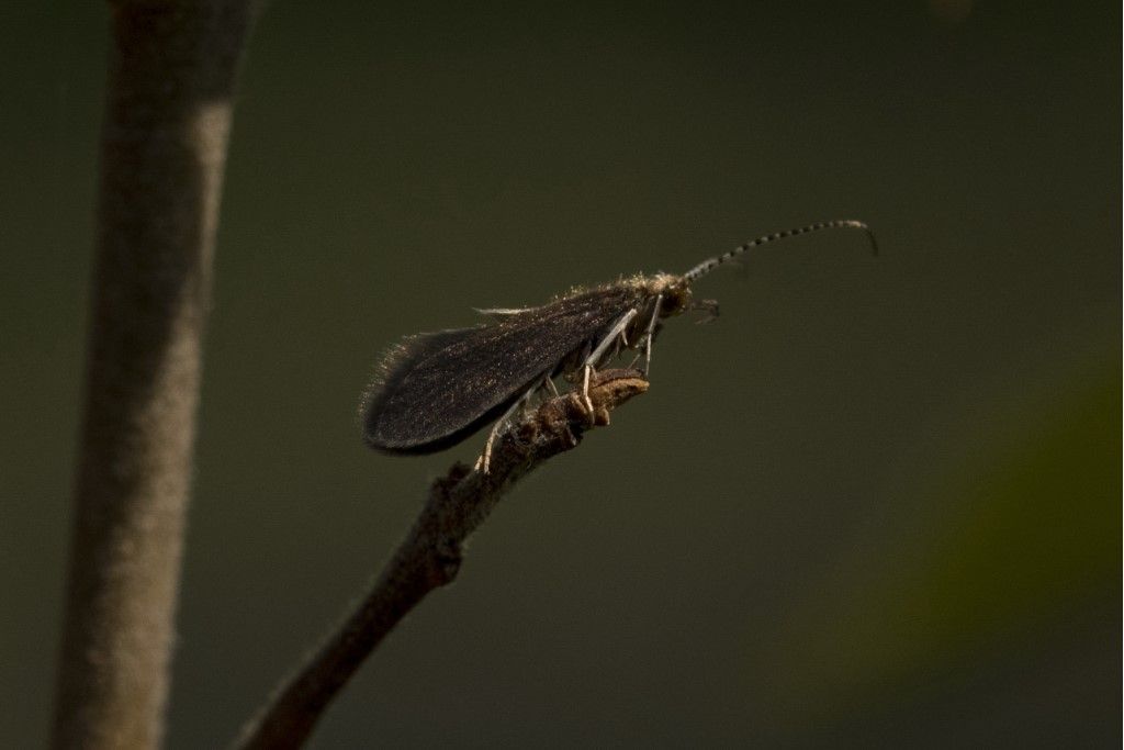 Psychomyia pusilla ?