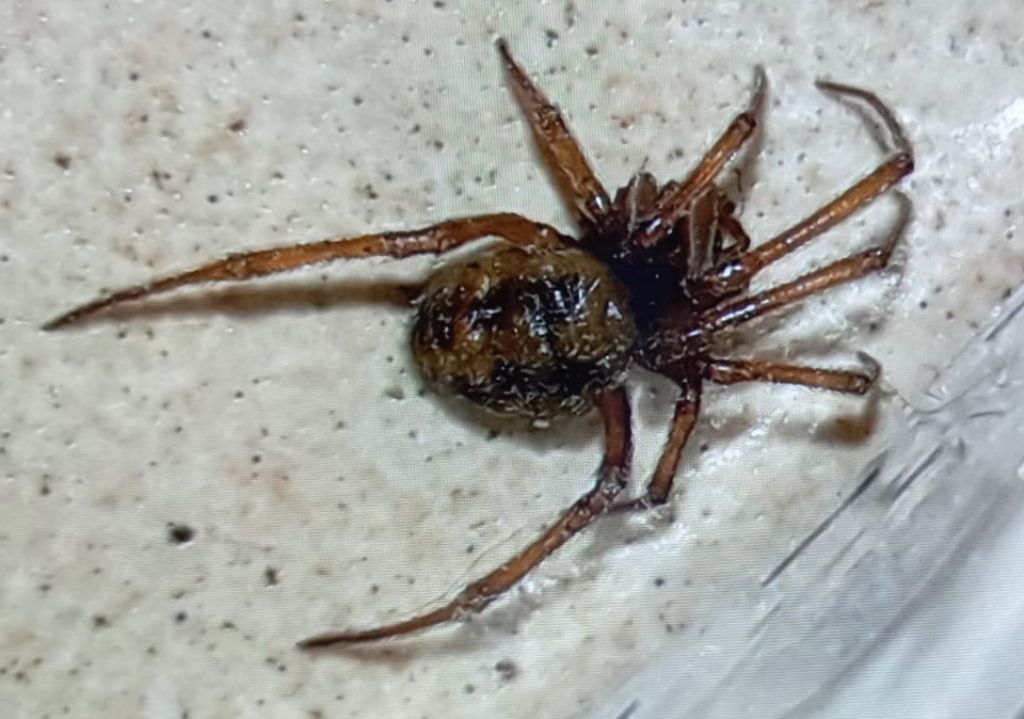 Aiuto per identificazione