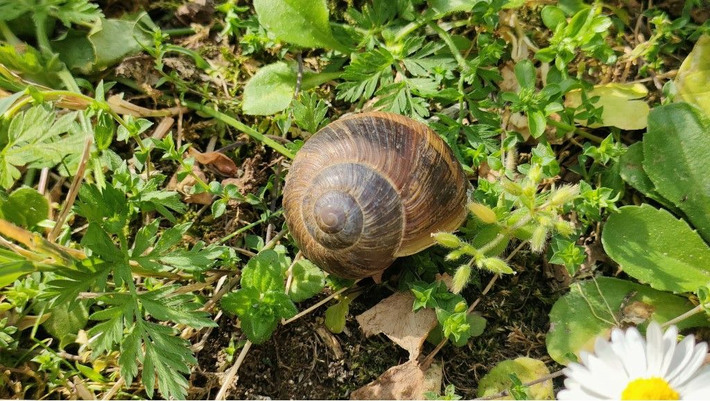 Aiuto per identificazione