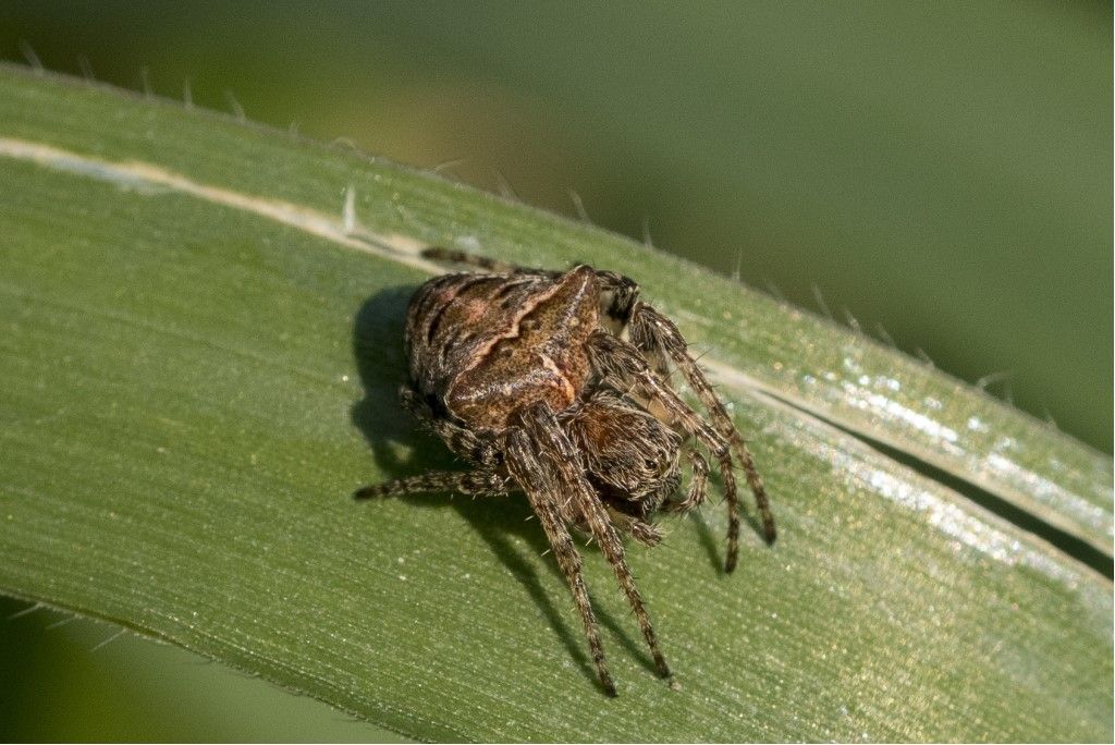 Gibbaranea bituberculata ?