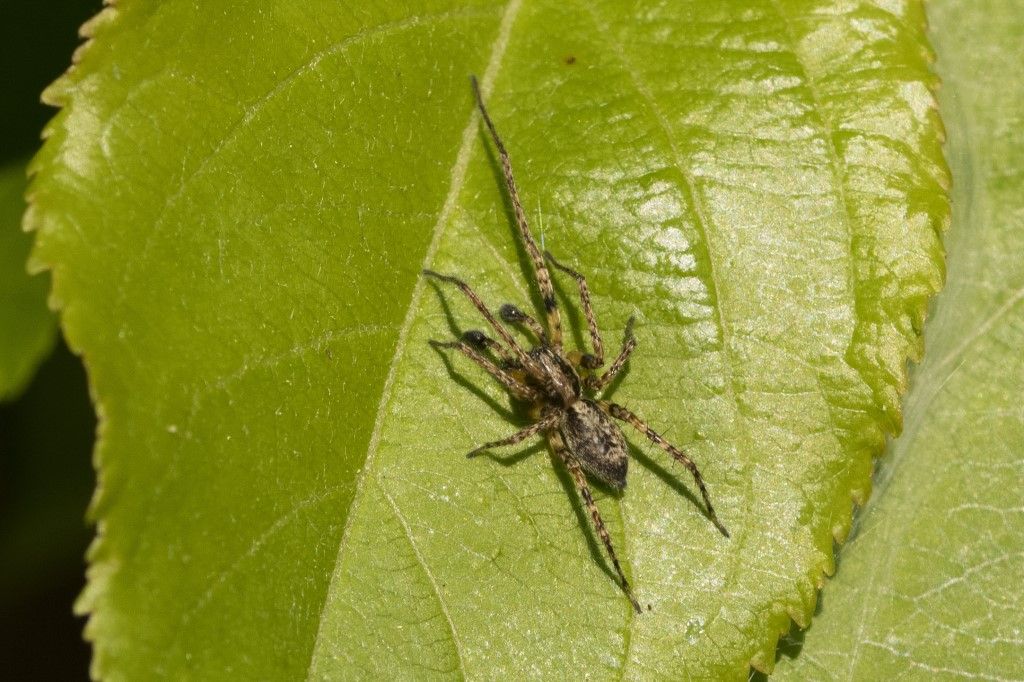 Aiuto per identificazione