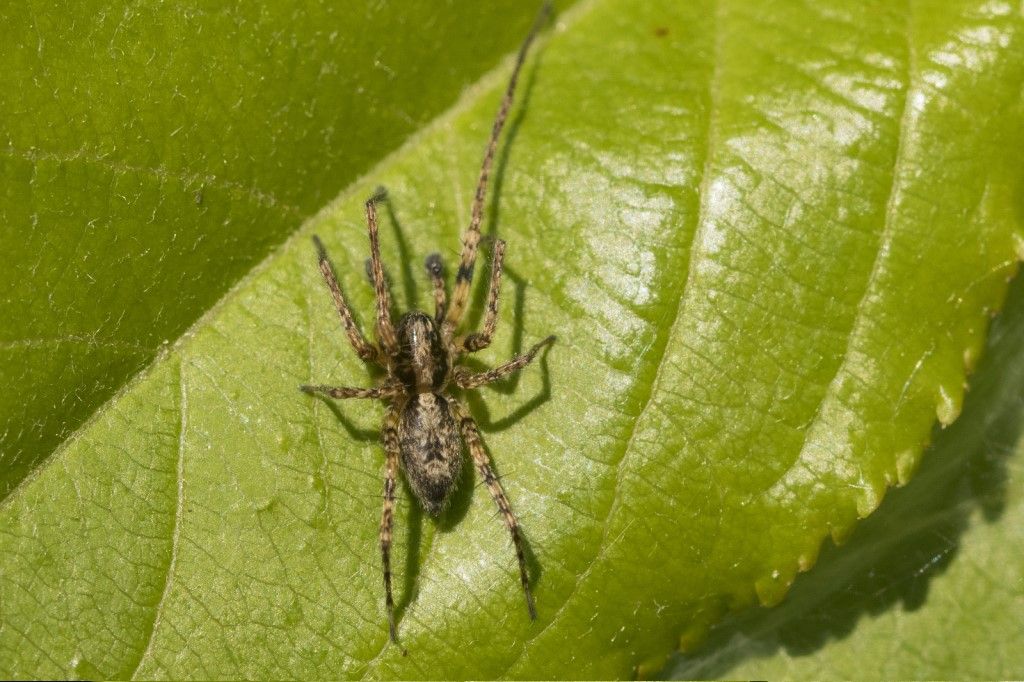 Aiuto per identificazione