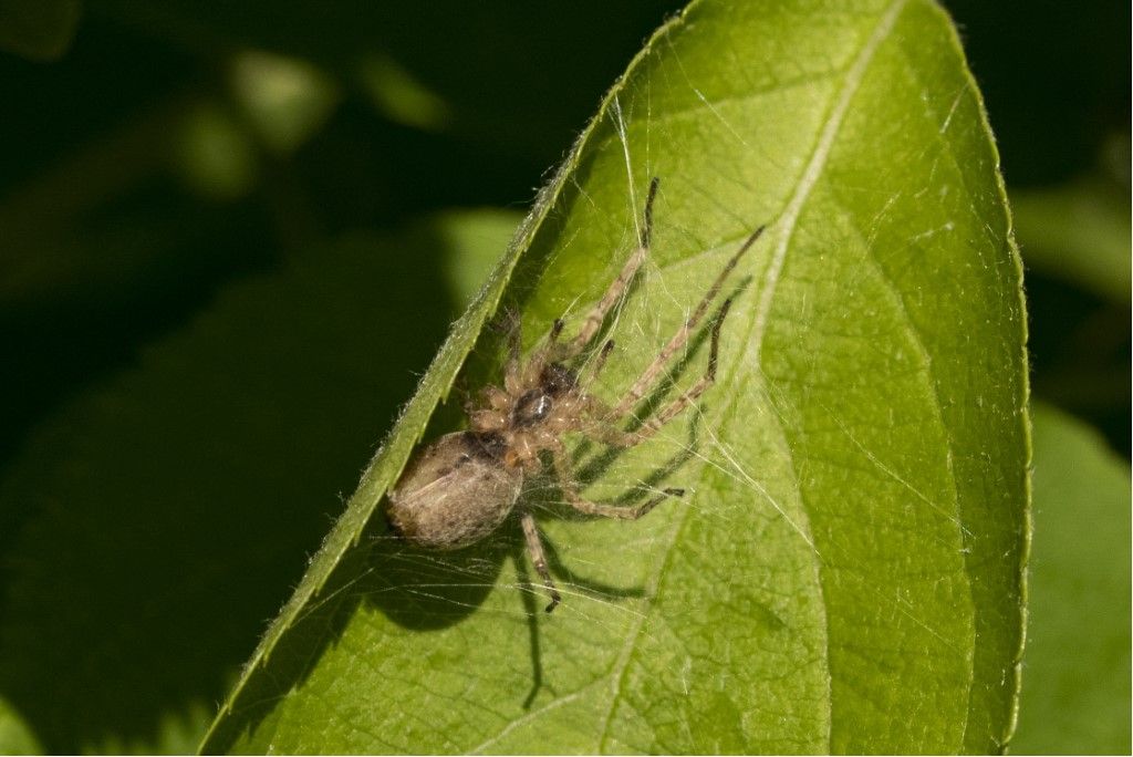 Aiuto per identificazione