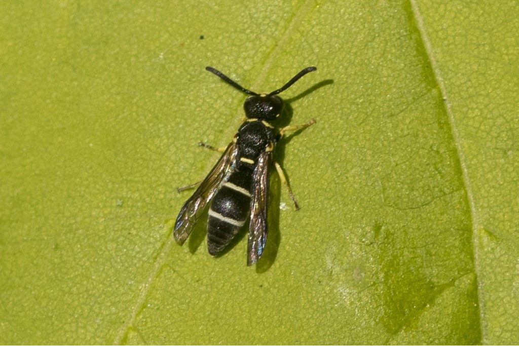 Vespidae forse Stenodynerus sp.?