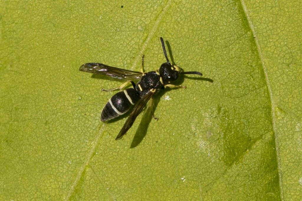 Vespidae forse Stenodynerus sp.?