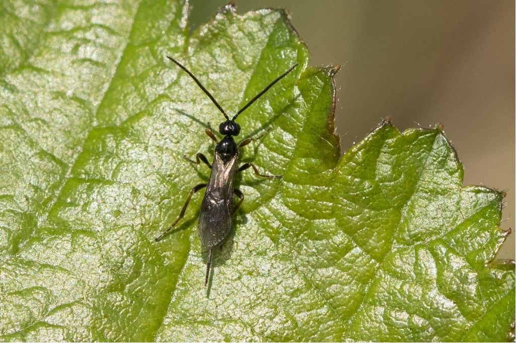 Aiuto per identificazione piccola Hymenoptera