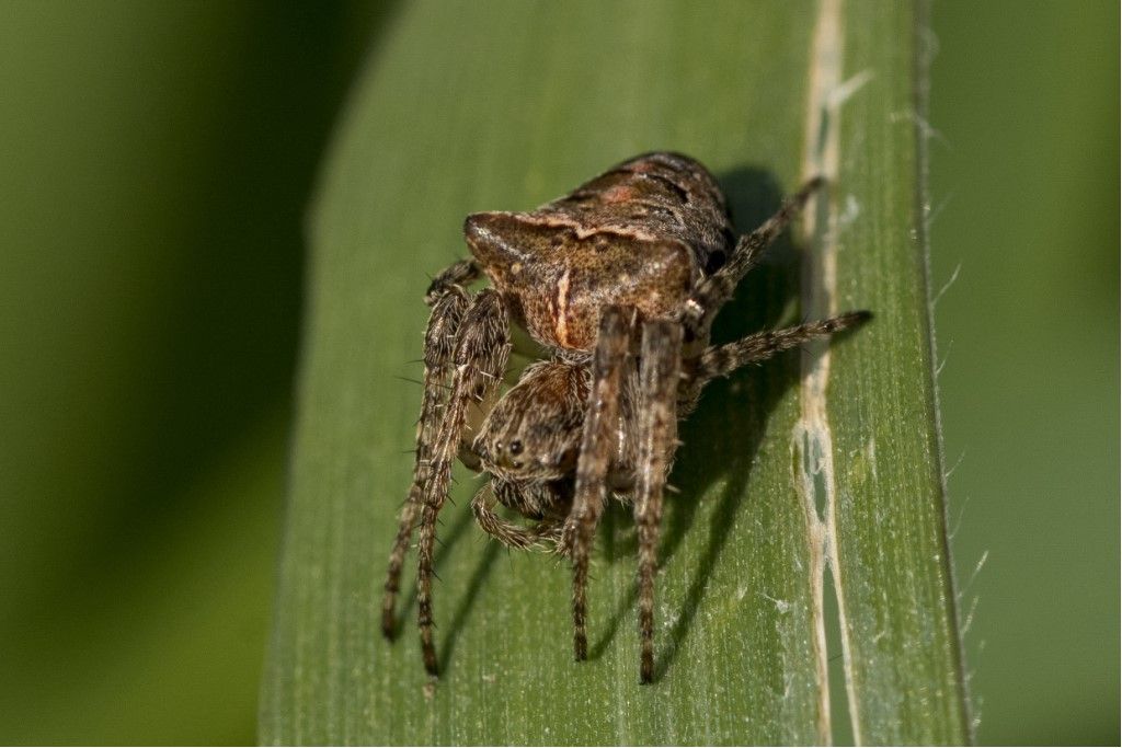 Gibbaranea bituberculata ?