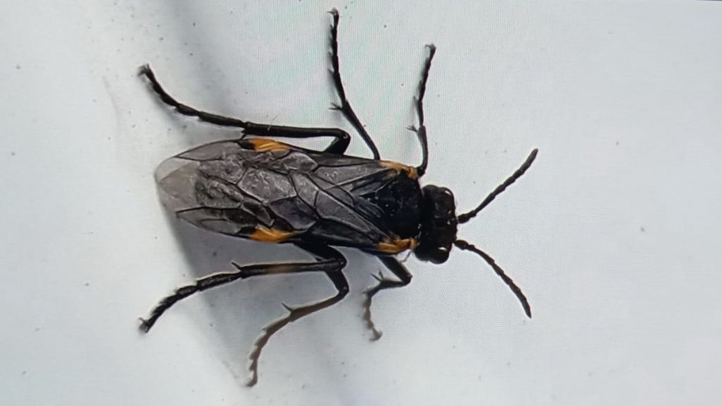 Aiuto per identificazione Hymenoptera: Sciapteryx soror (Tenthredinidae)