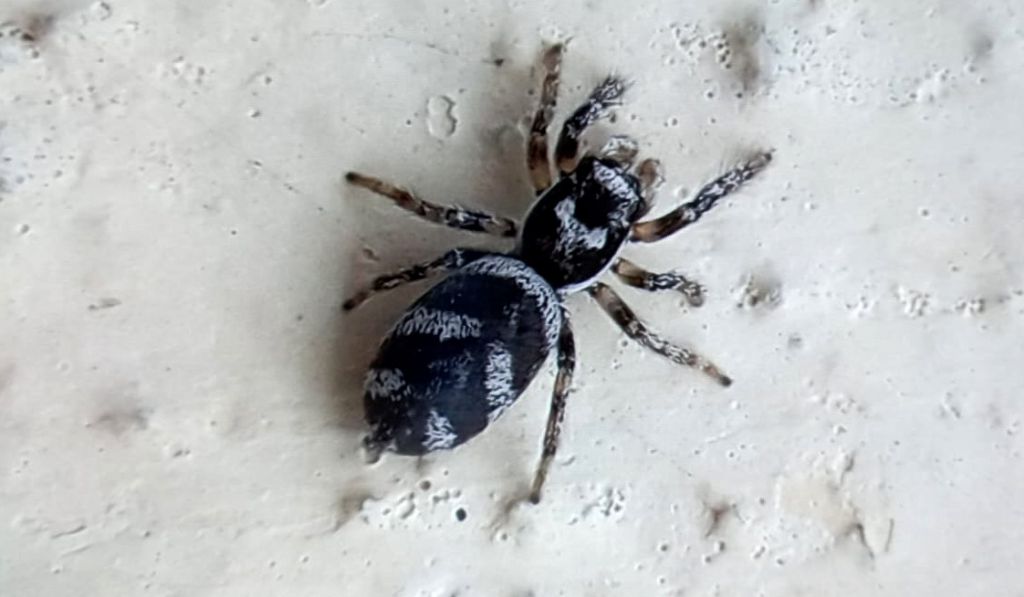 Salticidae da identificare
