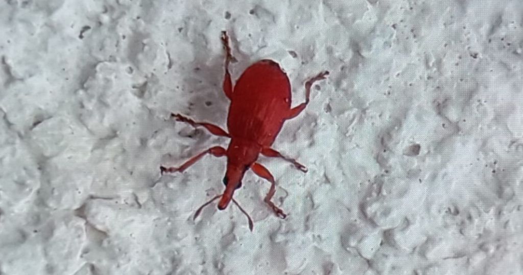 coleoptera da identificare (2)