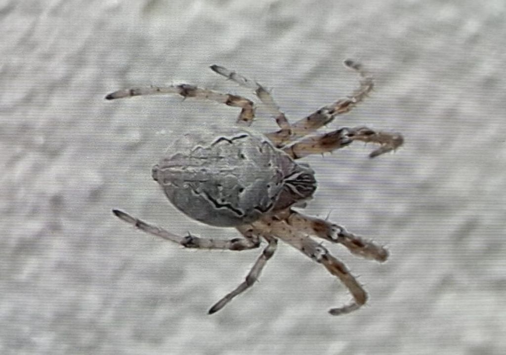 ARANEIDAE da identificare