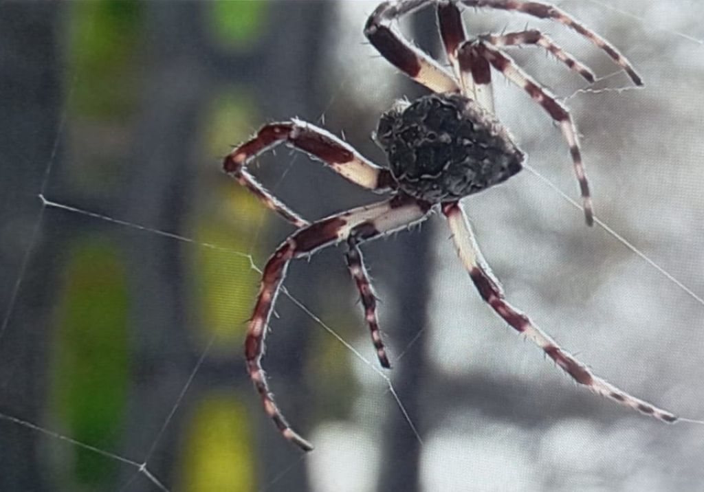 ARANEIDAE da identificare