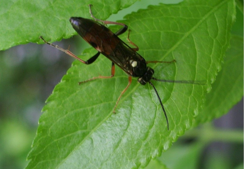 Aiuto per idenficazione: Tenthredinidae? s, Tenthredopsis sp.