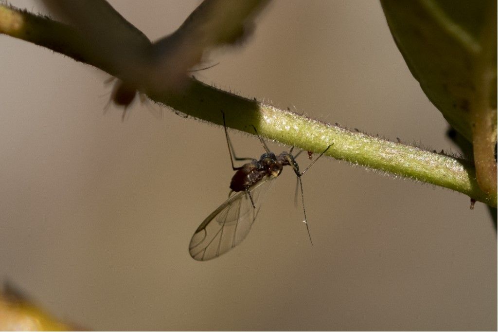 Aphididae da identificare