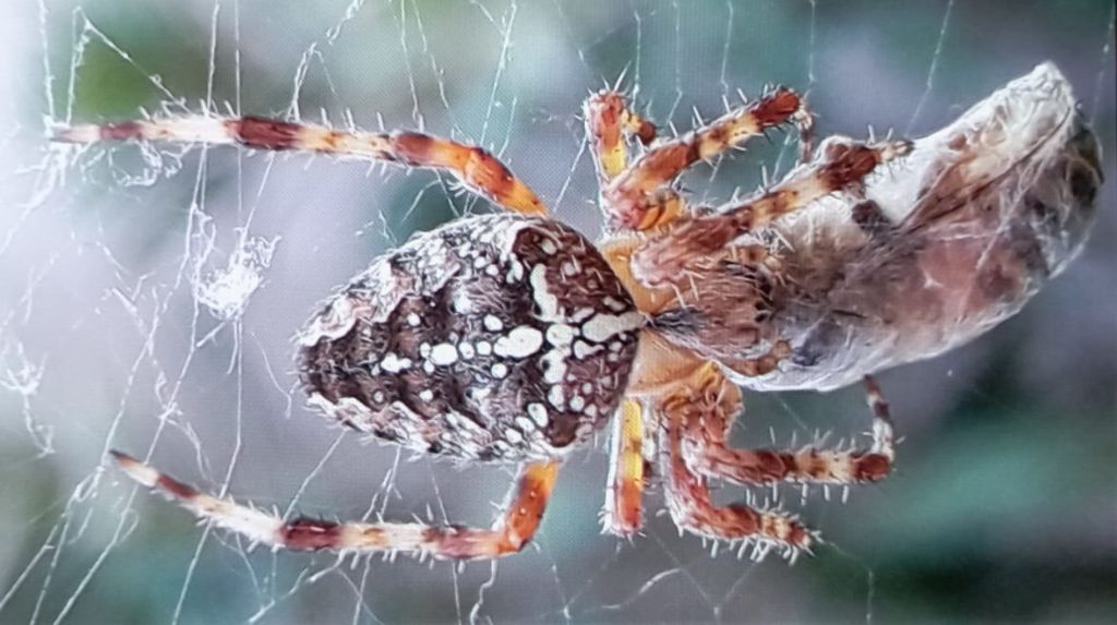 ARANEIDAE da identificare