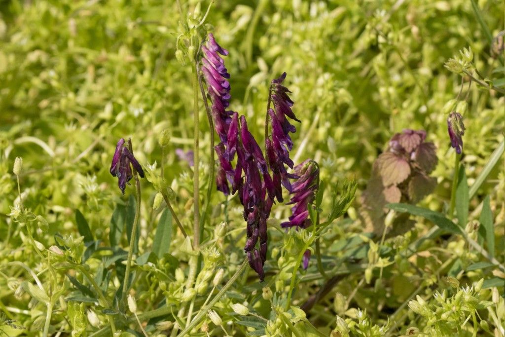 Vicia cracca ?