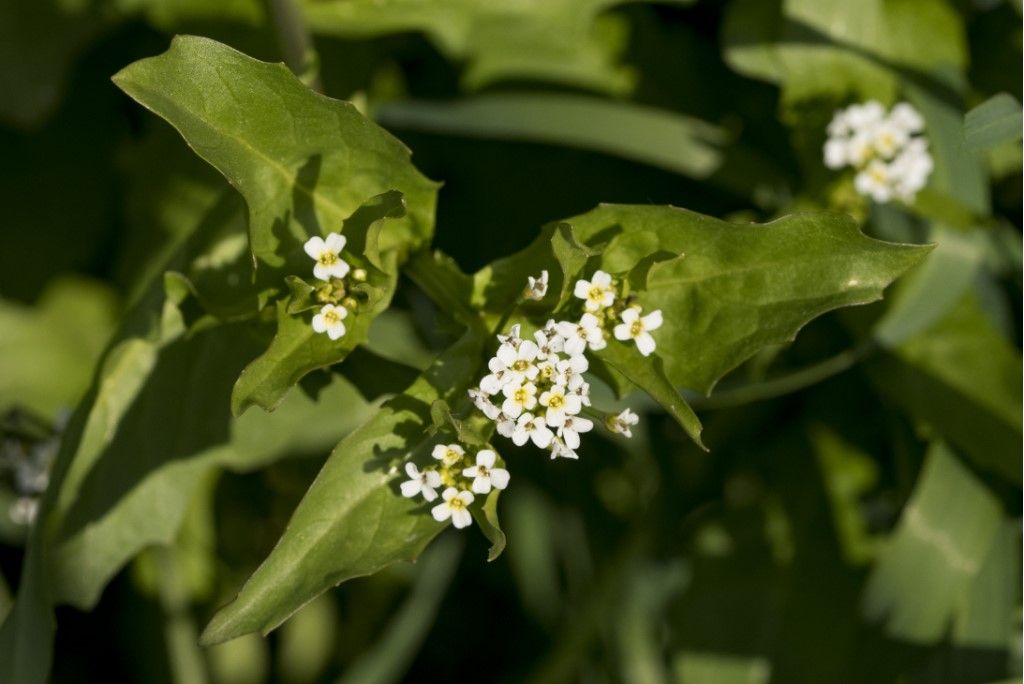 Aiuto per identificazione brassicaceae