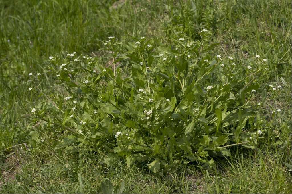 Aiuto per identificazione brassicaceae