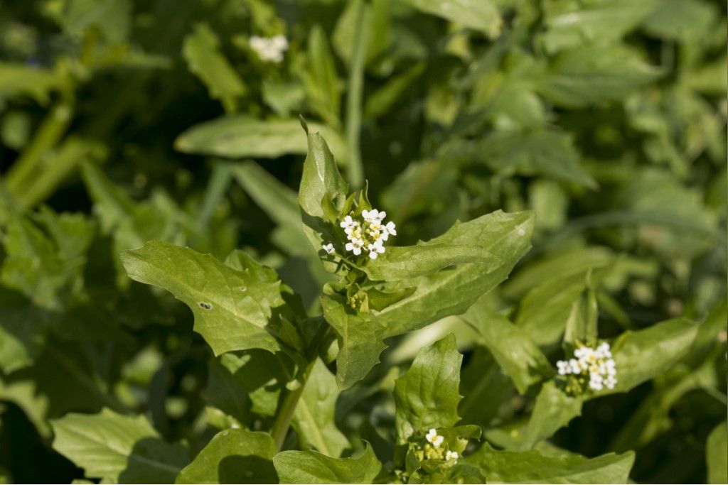Aiuto per identificazione brassicaceae