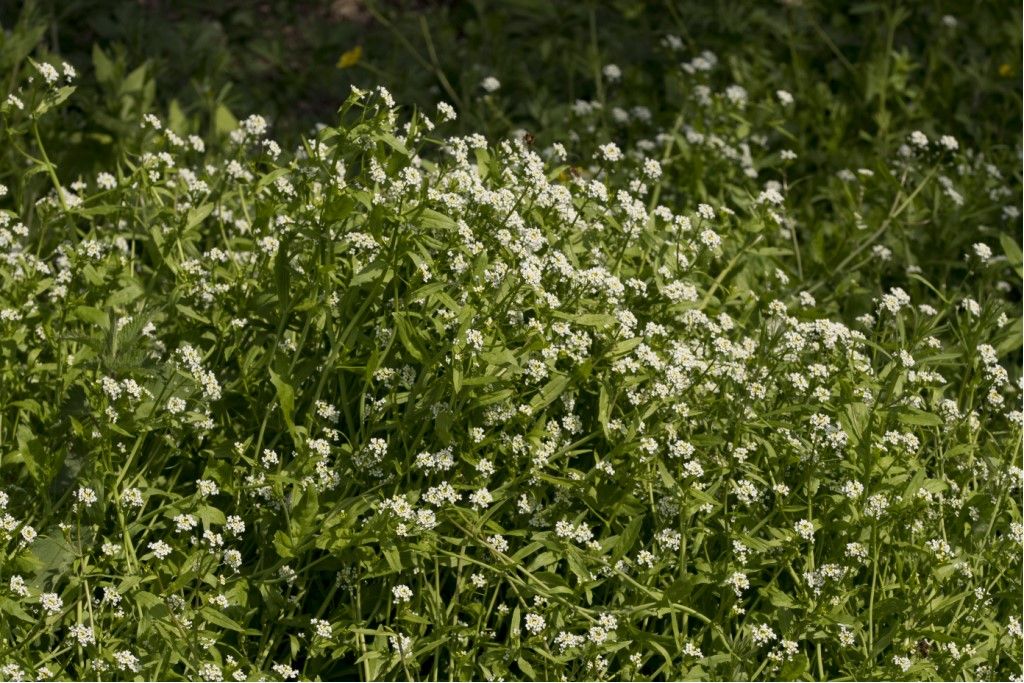 Aiuto per identificazione brassicaceae