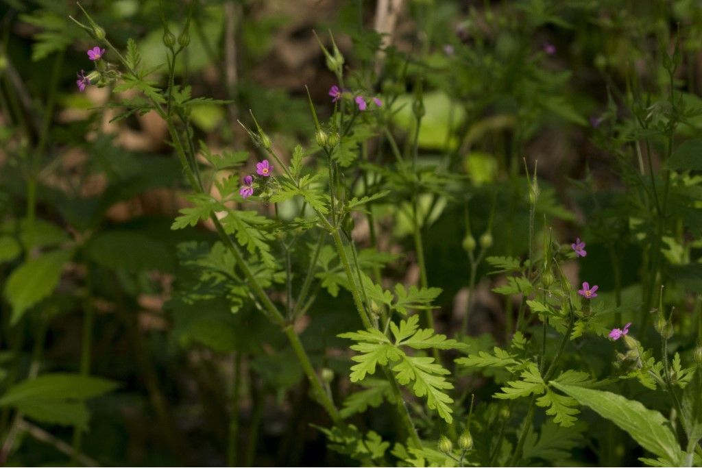 Geranium pusillum ?