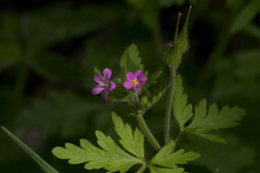 Geranium pusillum ?