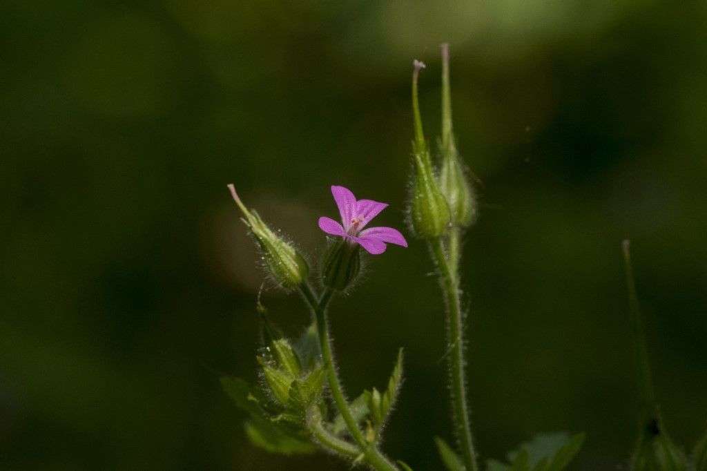 Geranium pusillum ?