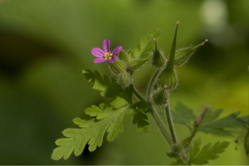 Geranium pusillum ?