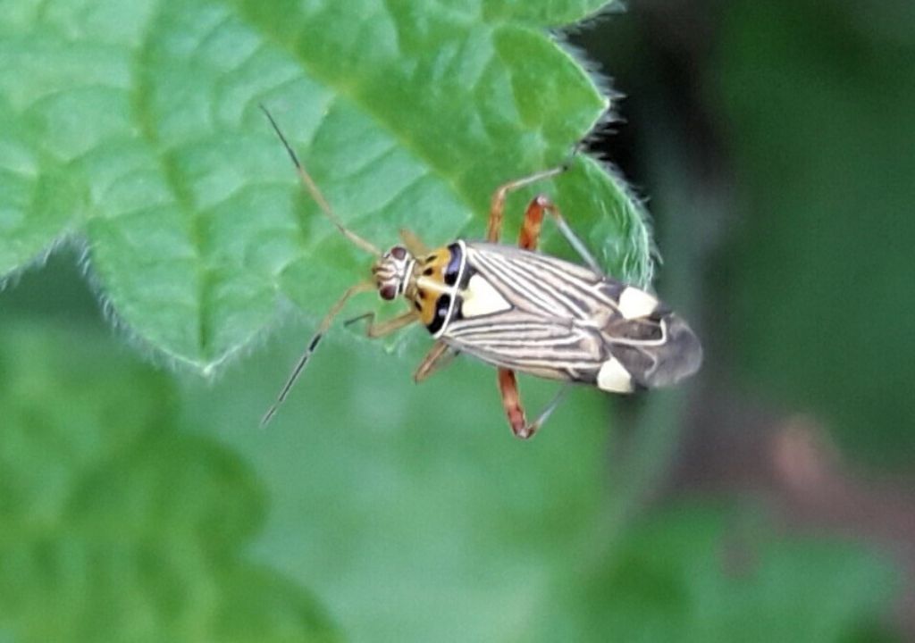 Rhabdomiris striatellus della campagna cremasca (CR)