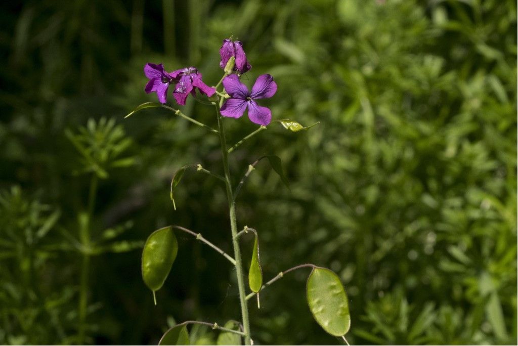 Pianta da determinare